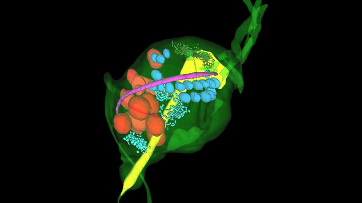 Final Segmentation of organelles in Trichomonas species. Magenta – costa, light blue – hydrogenosomes, turquoise – ER, red – vacuoles, yellow – axostyle, green – Golgi apparatus.  Sample courtesy of Isabelle Guerin-Bonne, Low Kay En, Electron Microscopy Unit, Yong Loo Lin School of Medicine, National University of Singapore. Scale bar: 1 µm.