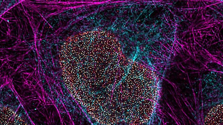 Superauflösungsbild von intrazellulären Strukturen mit einem STELLARIS STED-Mikroskop und TauSTED Xtend.