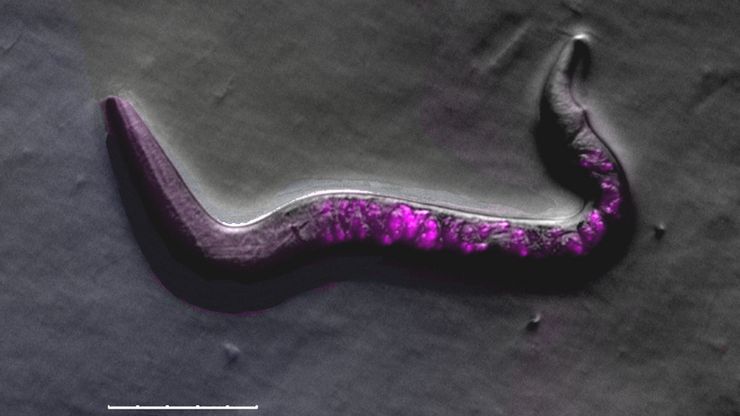 Image of roundworm C. elegans acquired with a M205 FA fluorescence automated stereo microscope in combination with Rottermann contrast. Areas labelled with mCherry are seen as reddish purple.